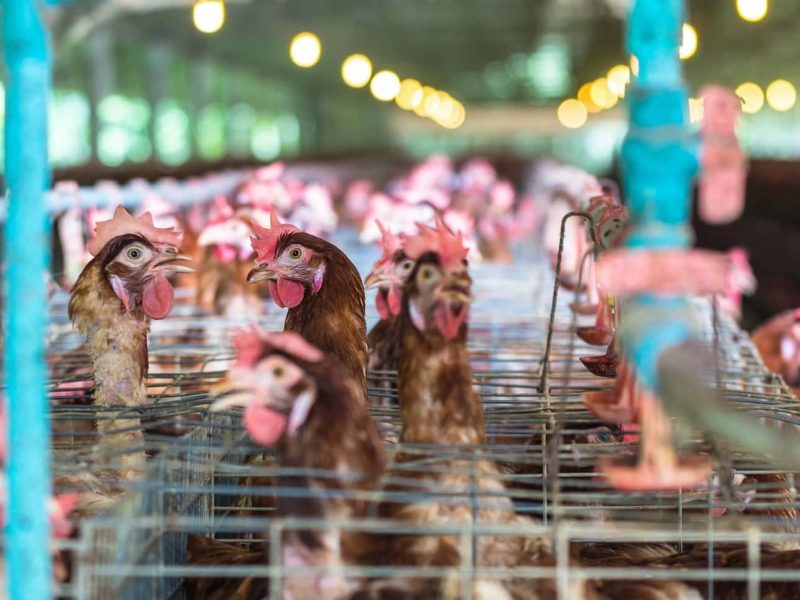 egg-chicken-farm-2022-10-06-05-34-18-utc-min-v2.jpg